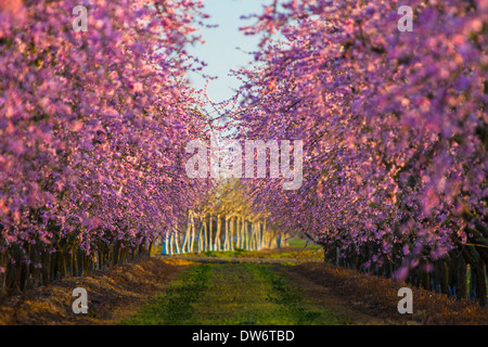 Pfirsiche Obstgärten blühen in der Nähe von Marysville, Kalifornien. Stockfoto