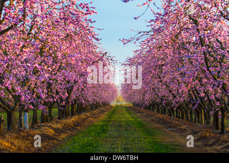 Pfirsiche Obstgärten blühen in der Nähe von Marysville, Kalifornien. Stockfoto