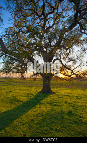 Ein einsamer Eiche Baum bei Sonnenuntergang. Stockfoto Ein einsamer Eiche Baum bei Sonnenuntergang. Stockfoto