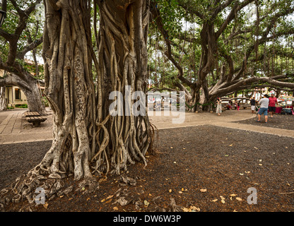 Banyan Tree Park auf Maui, Hawaii. Stockfoto