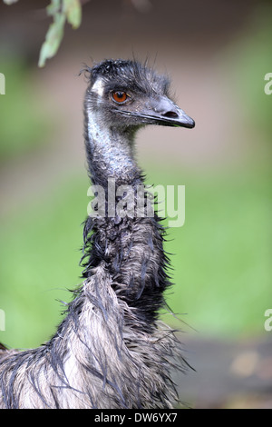 Eine Nahaufnahme von einem australischen Emu Stockfoto