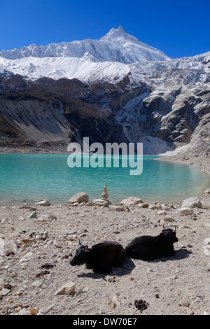 Yaks im Birendra Tal (See Birendra), Nepal. Manaslu Peak ist im Hintergrund. Stockfoto