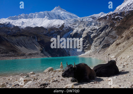 Yaks im Birendra Tal (See Birendra), Nepal. Manaslu Peak ist im Hintergrund. Stockfoto