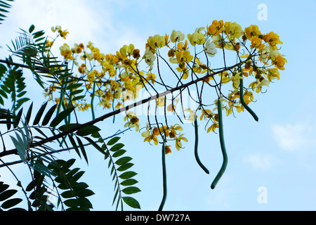 Senna Siamea, auch bekannt als Kassod Baum in voller Blüte, Nord-Thailand. Stockfoto
