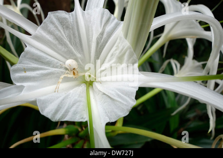 Weiße Spinne auf eine weiße Spinne Lilie Blume, Nord-Thailand. Stockfoto