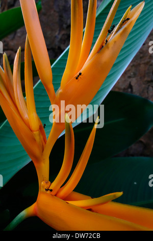 Ameisen auf einen Paradiesvogel Blütenpflanze, Nord-Thailand. Stockfoto