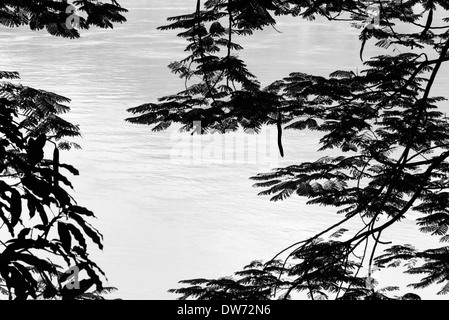 Zweige der Flamme Baum Silhouette gegen den Mekong in Luang Prabang, Laos. Stockfoto