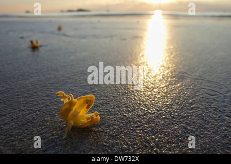 Blumen am Klong Prao Beach bei Sonnenuntergang, Insel Koh Chang, Thailand. Stockfoto