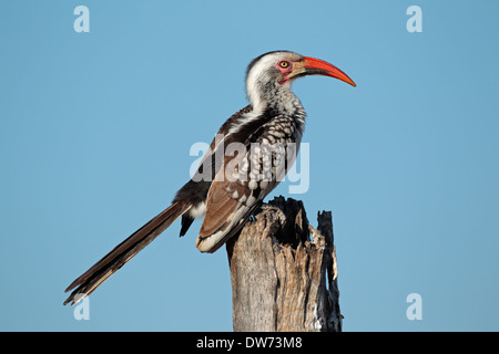 Rot-billed Hornbill (Tockus Erythrorhynchus) thront auf einem Ast, Südafrika Stockfoto