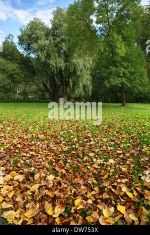 Herbstlaub und Bäume am blauen Himmel Stockfoto