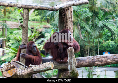 Ein Borneo Orang-Utan im Zoo von Singapur. Stockfoto