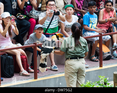 Ein Tiertrainer zeigt einen Vogel dem Publikum Jurong Bird Park in Singapur. Stockfoto