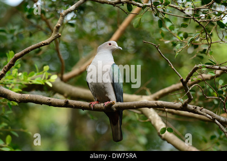 schönen grünen Imperial Taube (Ducula Aenea) stehend auf Ast Stockfoto