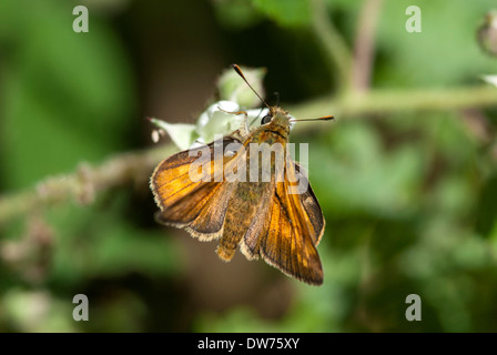 Großen Skipper butterfly Stockfoto