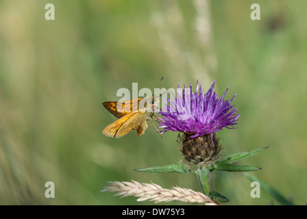 Großen Skipper butterfly Stockfoto