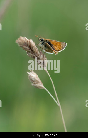 Kleine Skipper butterfly Stockfoto