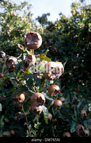 MISPEL CANESCENS GERMANICA. NIEDERLÄNDISCHE MISPEL. MINSHULL KRABBE. GEMEINSAMEN MISPEL. VEREINIGTES KÖNIGREICH. Stockfoto