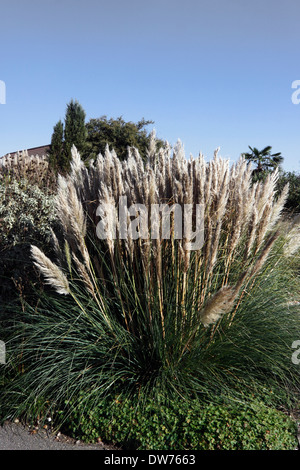 CORTADERIA SELLOANA RENDATLERI. PAMPASGRAS. GRASBÜSCHEL GRASS. Stockfoto