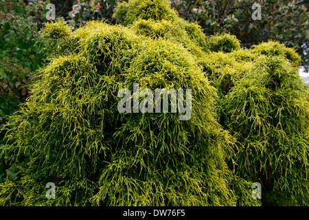 Chamaecyparis Pisifera Filifera Aurea Nana immergrüne Nadelbaum Nadelbäume immergrüne Laub Blätter Hügel aussehen Baum Strauch Stockfoto