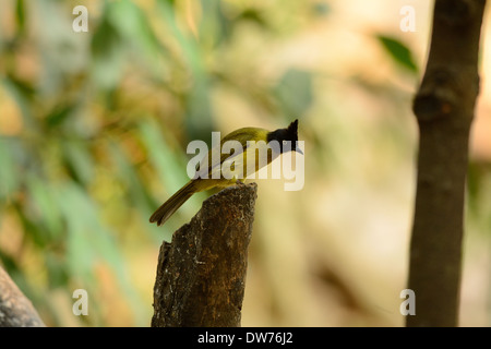 schöne schwarze crested (Pycnonotus Flaviventris) Bulbul im Baum Stockfoto