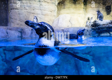 Pinguin-Tank im Unterwasserzoo Aquarium in der Dubai Mall in Vereinigte Arabische Emirate Stockfoto