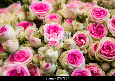 Blumenstrauß aus schönen weißen und rosa Bicolor Rosen Stockfoto