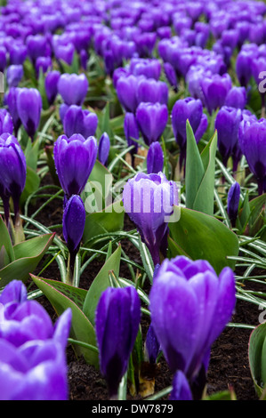 Lila Krokusse wachsen auf Blumenbeet Stockfoto