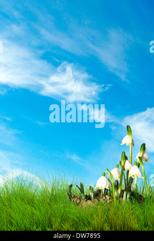 Schneeglöckchen im Frühling, grünen Rasen und blauer Himmel Stockfoto