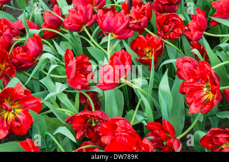 Nahaufnahme von welken roten Tulpen Stockfoto