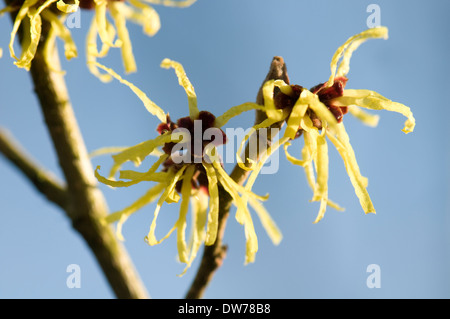 Hamamelis x intermedia 'Sunburst'. Harold hügeliger Gärten, Hampshire. Stockfoto