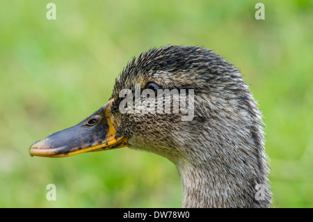 Nahaufnahme von weiblichen Mallards (Anas platyrhynchos) Stockfoto