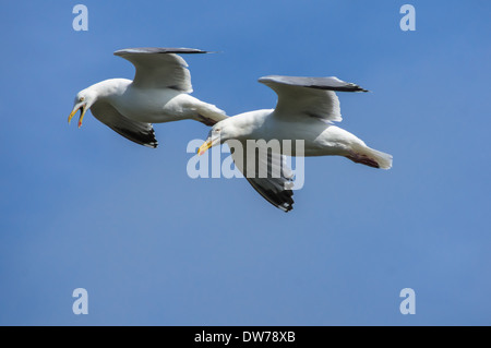 Zwei europäische Heringsmöwen auf der Suche nach Nahrung Stockfoto