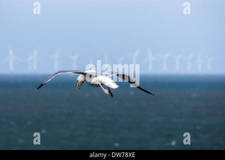 Fliegende Möwe mit Offshore-Windturbinen im Hintergrund Stockfoto