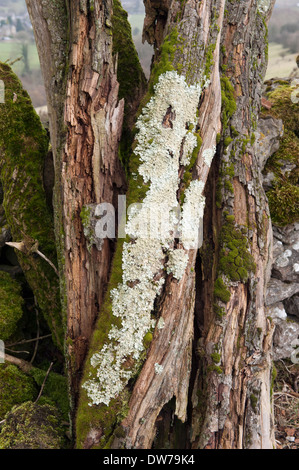 Flechten Sie auf einem Toten Weißdorn Baum Stockfoto