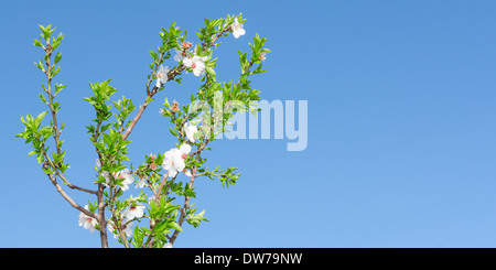 Frühling blühenden Baum mit weißen und rosa Blüten und Laub gegen strahlend blauen Himmel. Panorama-Foto Freiplatzregelung Exemplar für Text. Stockfoto