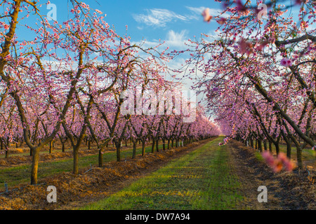 Pfirsiche Obstgärten blühen in der Nähe von Marysville, Kalifornien. Stockfoto