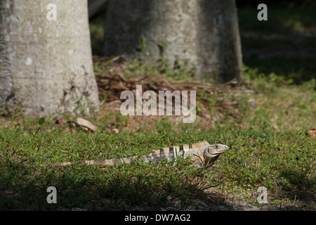 Dornig-tailed Leguan - Ctenosaura Stockfoto