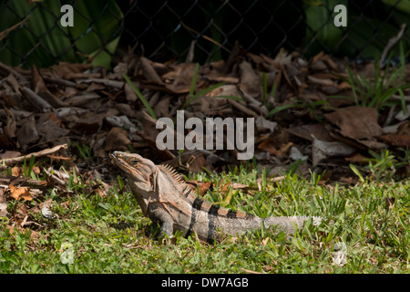 Dornig-tailed Leguan - Ctenosaura Stockfoto