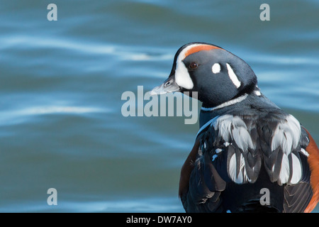 Männliche Harlekin Ente - Histrionicus histrionicus Stockfoto