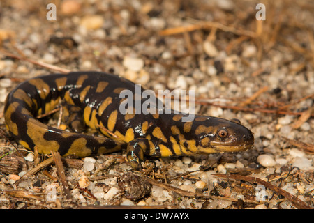 Erwachsene männliche Tiger Salamander - Z.B. tigrinum Stockfoto