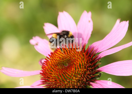 Ein Buff tailed Hummel auf einer Echinacea Blume auf einem hellgrünen Hintergrund Fütterung Stockfoto