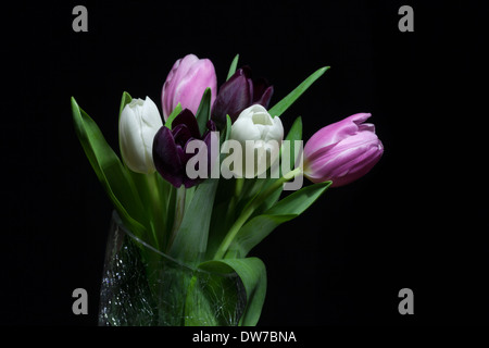 Reihe von farbigen Tulpen in einer Kristallvase auf einem schwarzen Hintergrund. Stockfoto