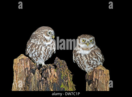 Paar kleine Eulen-Athene Noctua, thront auf Baumstümpfe, in der Nacht. UK Stockfoto