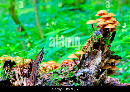 stumpf mit Fliegenpilzen in den grünen Wald Stockfoto
