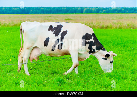 Kuh an der Leine frisst saftigen grass Stockfoto