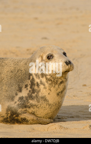 Kegelrobben [Halichoerus Grypus]. Erwachsenes Weibchen. Dezember. Norfolk. Horsey Lücke bis Winterton Dünen. UK Stockfoto