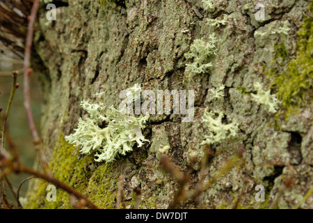 Flechten, Evernia prunastri Oakmoss auf einem Baumstamm Stockfoto