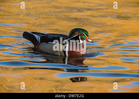 Brautente Drake Kreuzfahrt auf goldenem Teich-Victoria, British Columbia, Kanada. Stockfoto