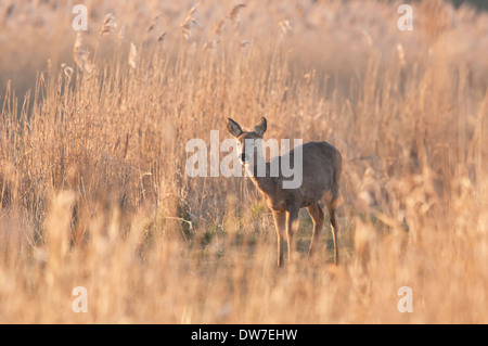 Rehe (Capreolus Capreolus), Weiblich, Doe, in Schilfbeetes an der ersten Ampel, Norfolk, März Stockfoto