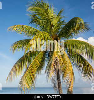 Detailansicht der Anfang einer Kokospalme, Cocos nucifera, mit Obst vor blauem Himmel auf St. Croix, US Virgin Islands. Stockfoto